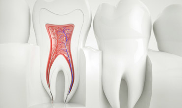 anatomy of a tooth